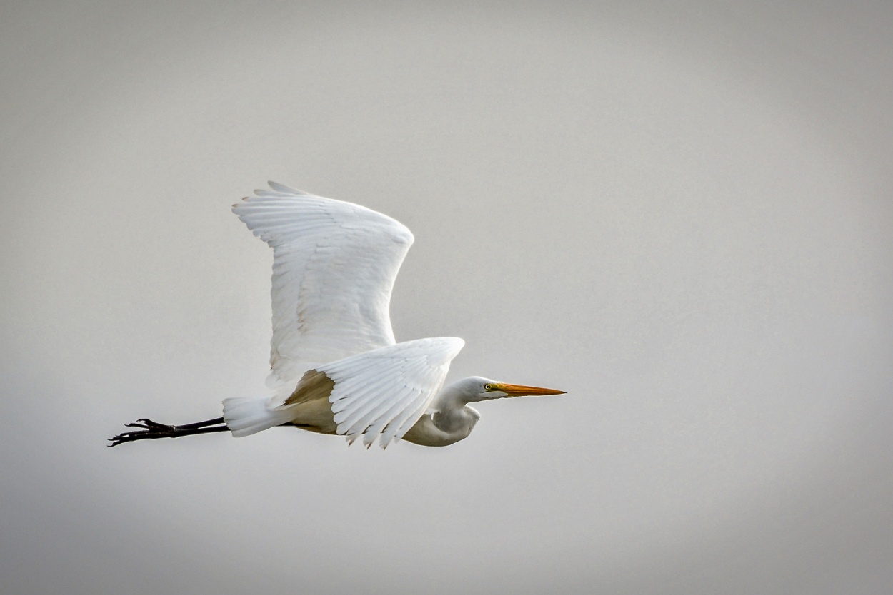 "Garza blanca" de Marcel Filion