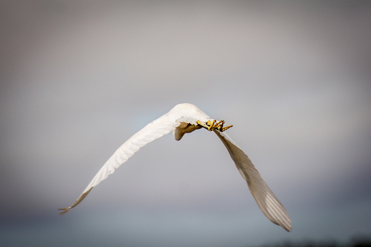 "Garza blanca" de Marcel Filion