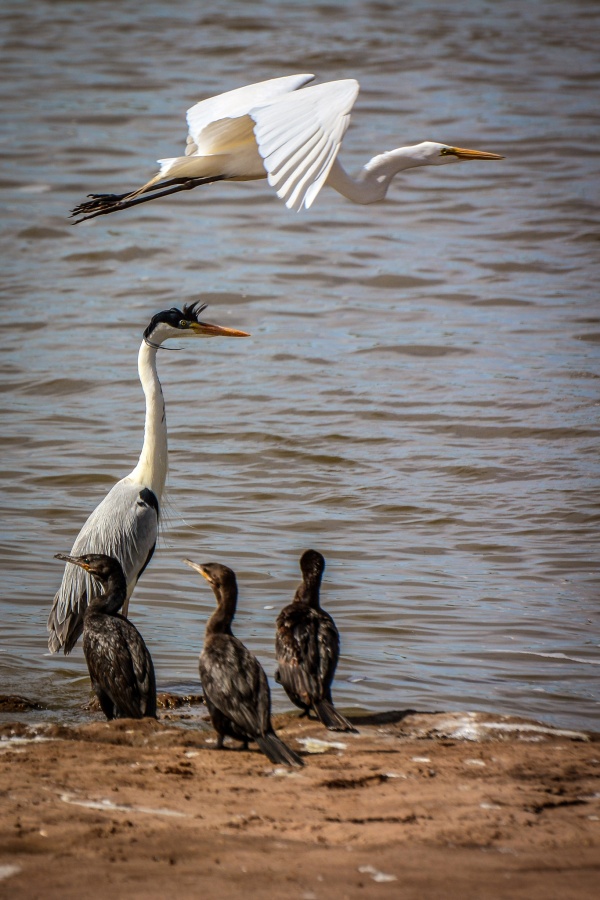 "Garza blanca, garza mora y bigus" de Marcel Filion