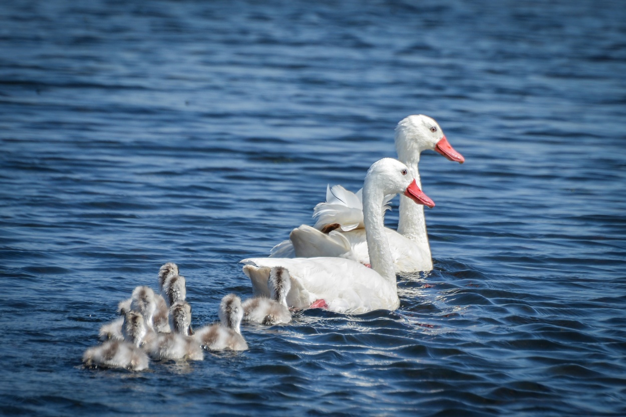 "La familia de patos" de Marcel Filion