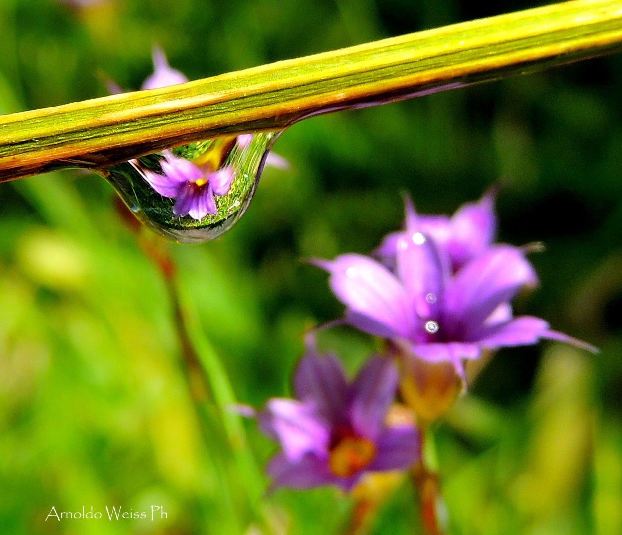 "Reflejos de primavera..." de Weiss Arnoldo Raul