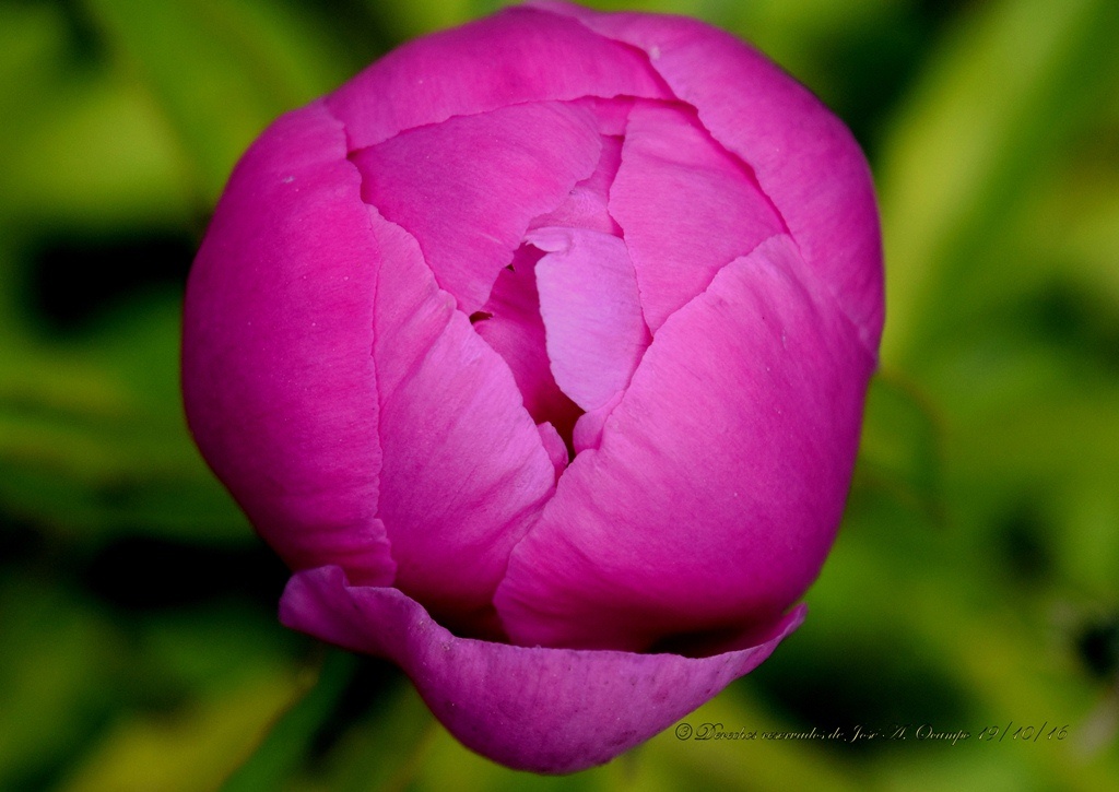 "Muy feliz Jueves para todos !!!" de Jos A. Ocampo