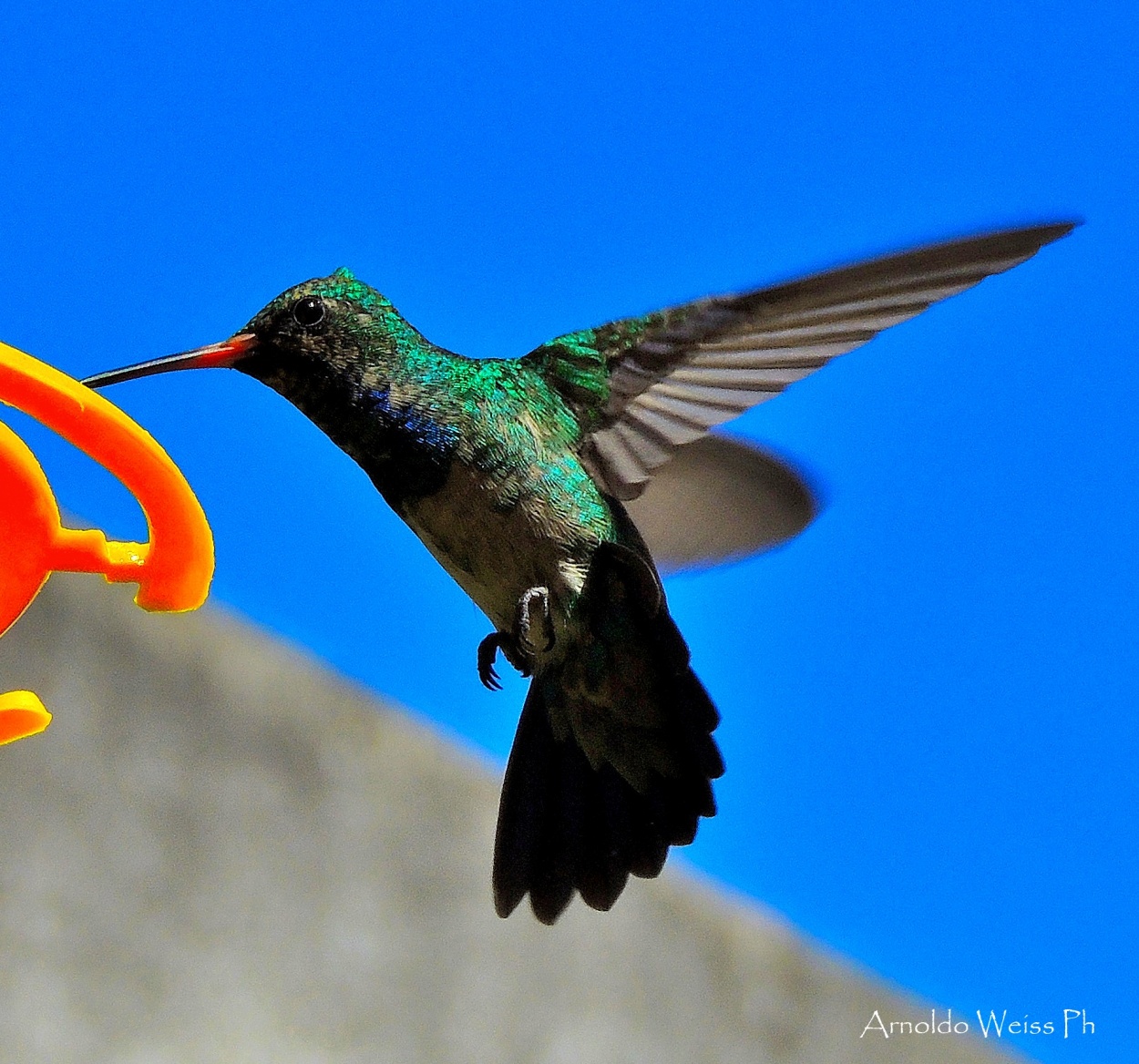 "Rayito de color..." de Weiss Arnoldo Raul