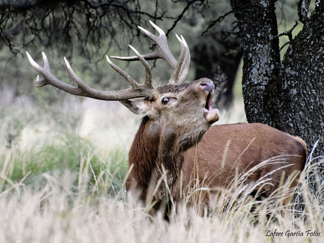 "El llamado de la naturaleza." de Roberto Lafere Garcia