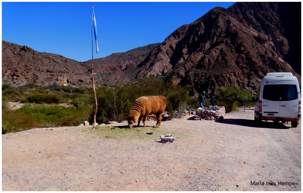 "Una llama en mi camino" de Mara Ins Hempe