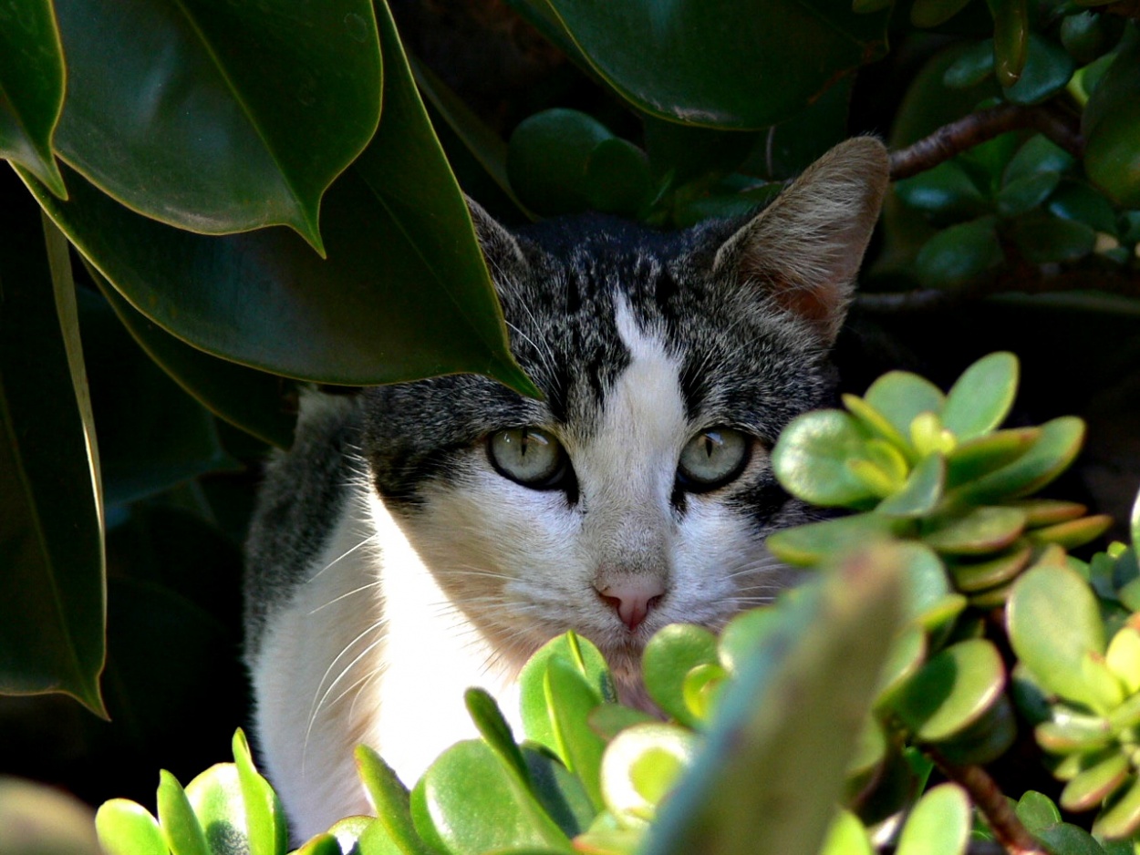 "ojos de felino" de Pascual Navarro