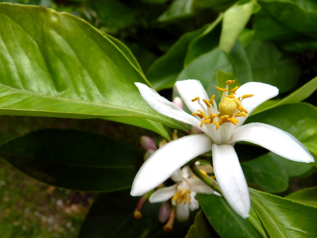 "Limonero en flor." de Carlos E. Wydler