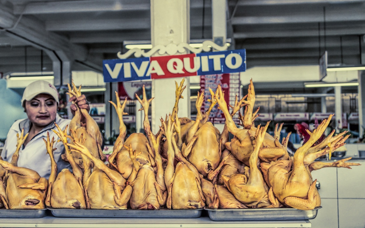 "Viva Quito" de Carlos Gianoli
