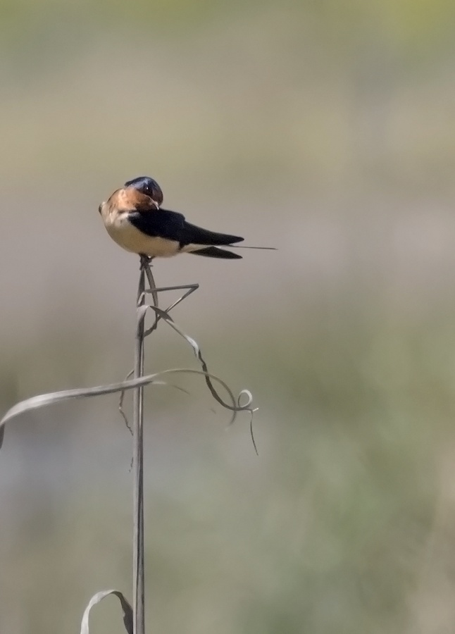 "golondrina tijerita" de Edith Polverini