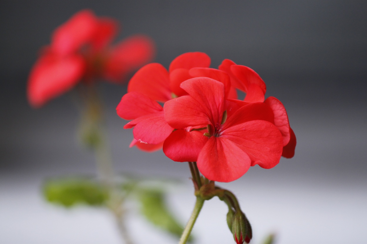 "Rojo" de Ana Vaccari