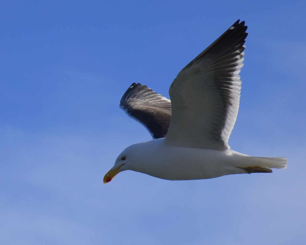 "Bella gaviota" de Osiris Mart