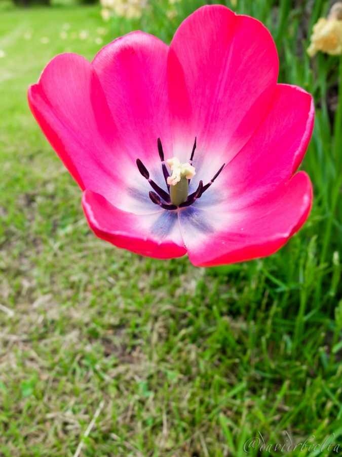 "pink gum flower" de David Roldn