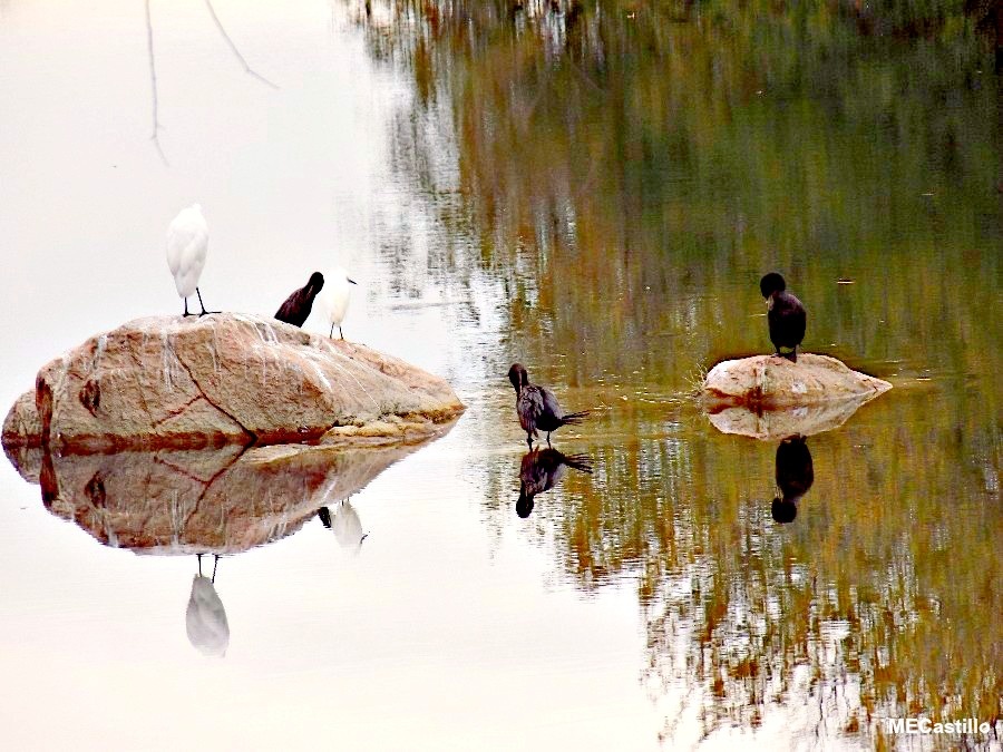 "Descansado reflejo." de Mirta Ester Castillo