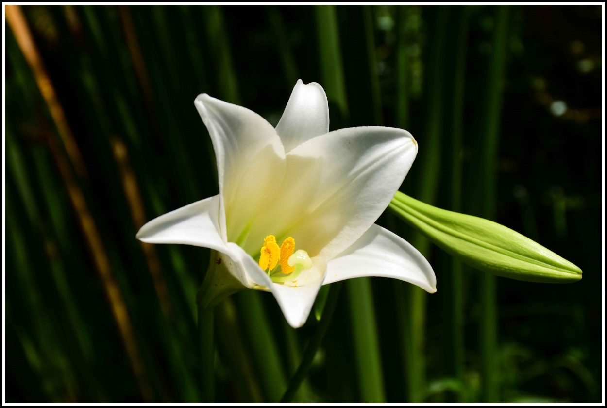 "la flor mas linda de mi jardin" de Elisa Reynoso