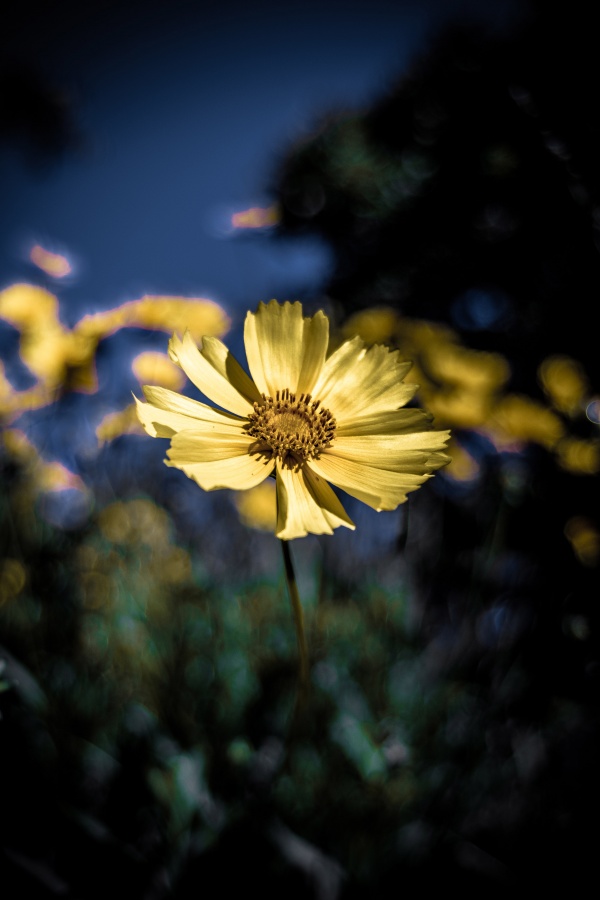 "Margaritas al sol" de Fabricio Erramuspe