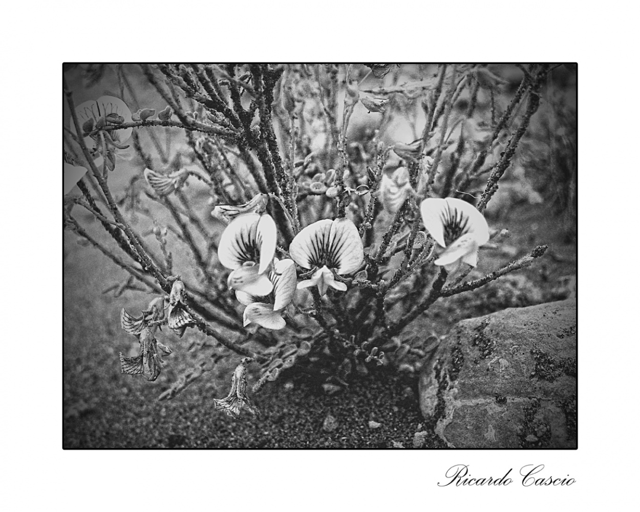 "La estepa en flor" de Ricardo Cascio