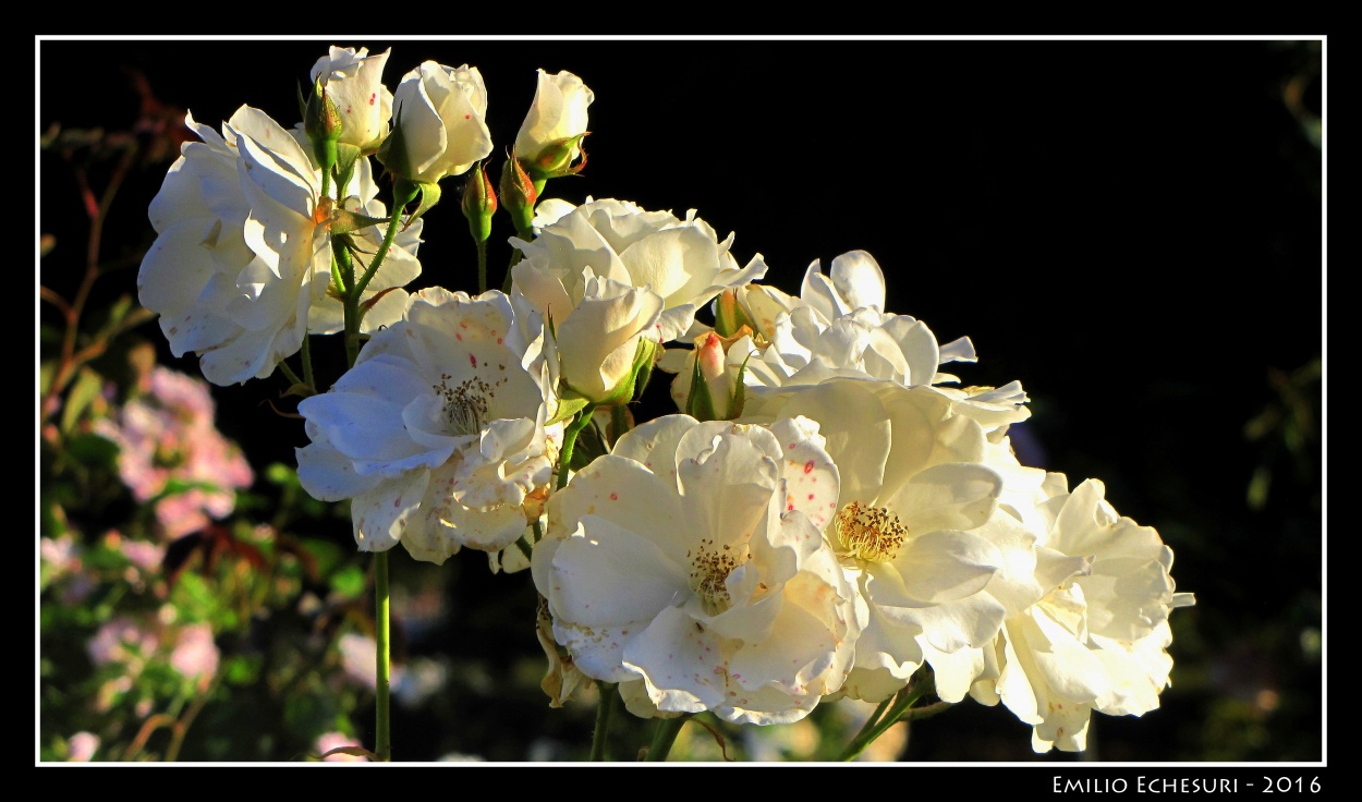 "Rosedal (II)" de Emilio Echesuri