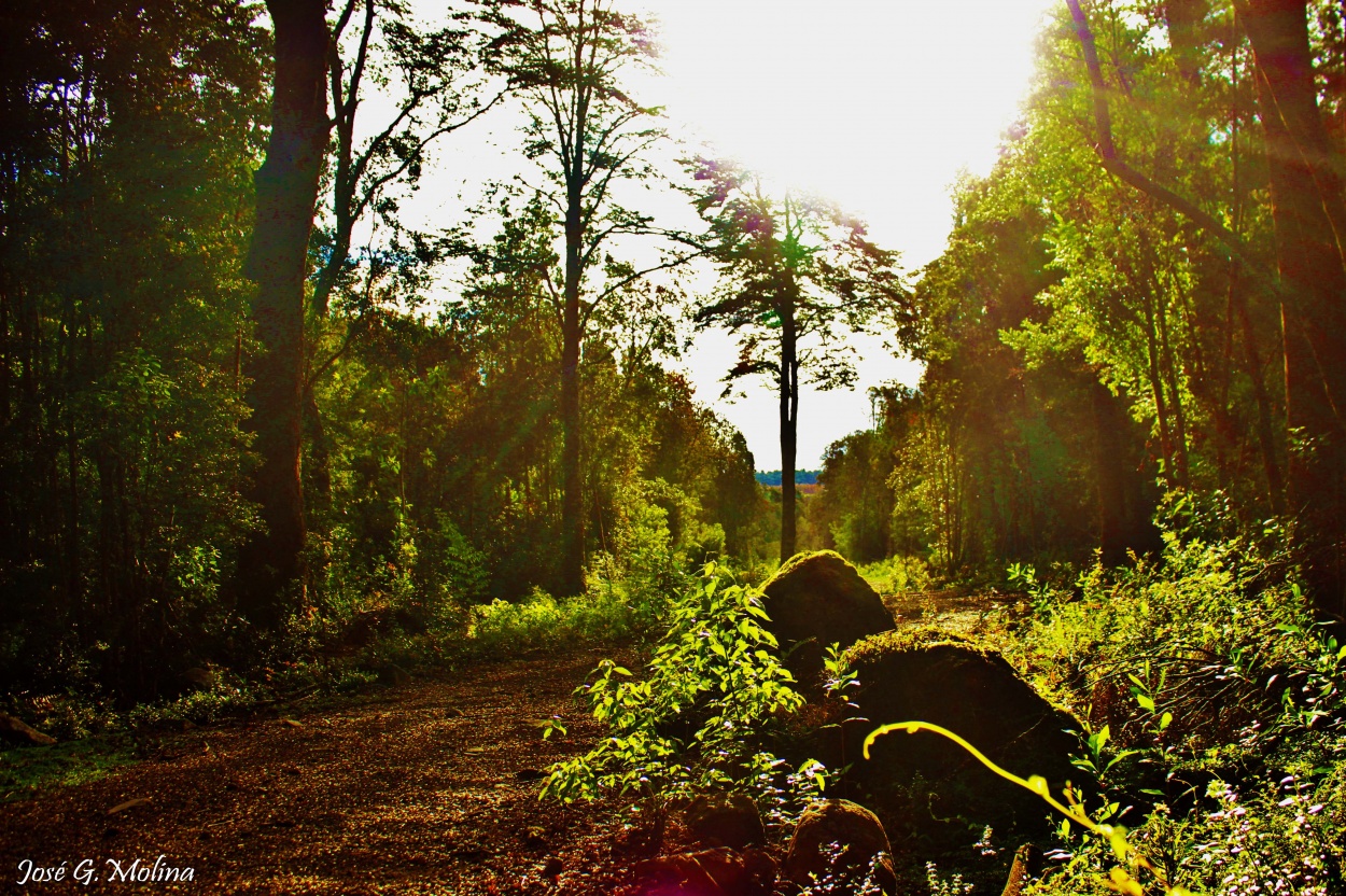 "luz, vida naturaleza milenaria" de Jose Antonio Guerrero Molina