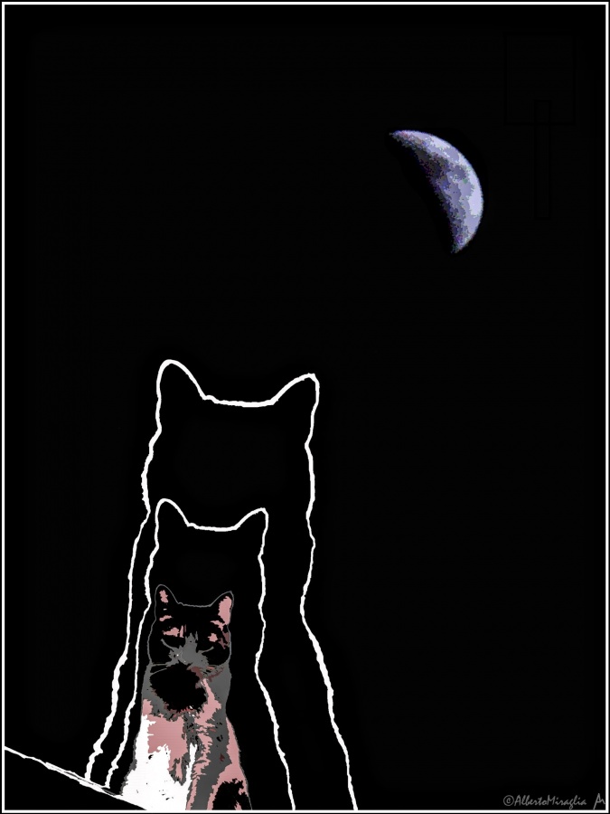 "La Gata y La Luna" de Alberto Miraglia