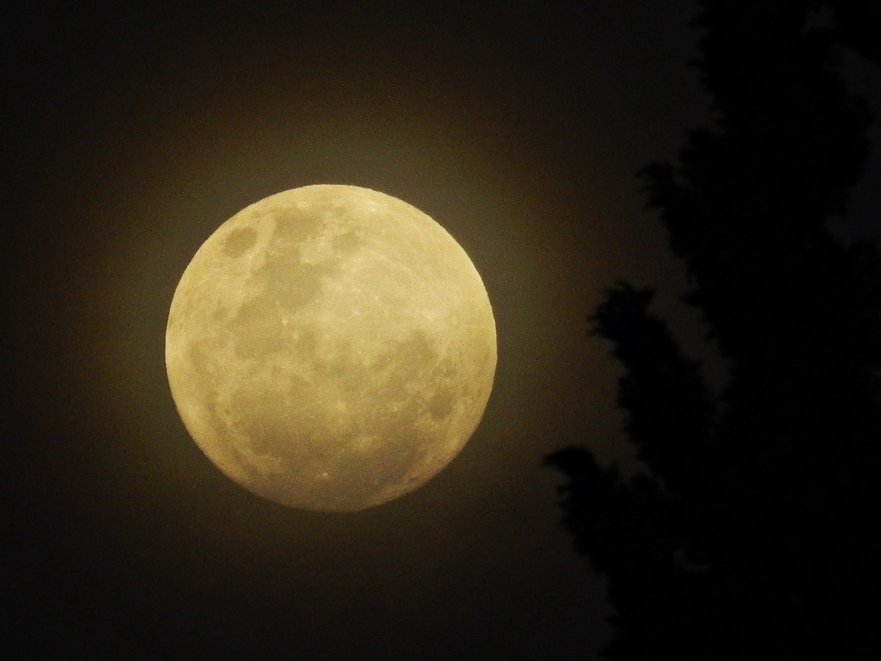 "La Luna y el pino del vecino (no intervenida)" de Jos Luis Mansur