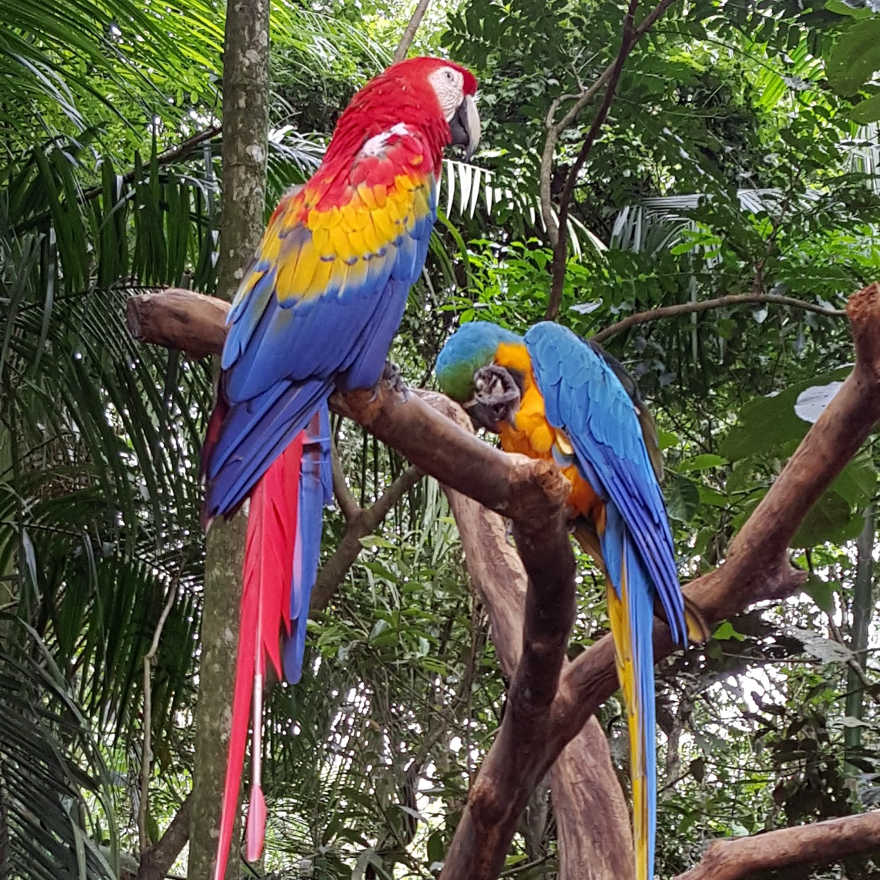 "Parque Das Aves - Brasil." de Matias Etchegaray