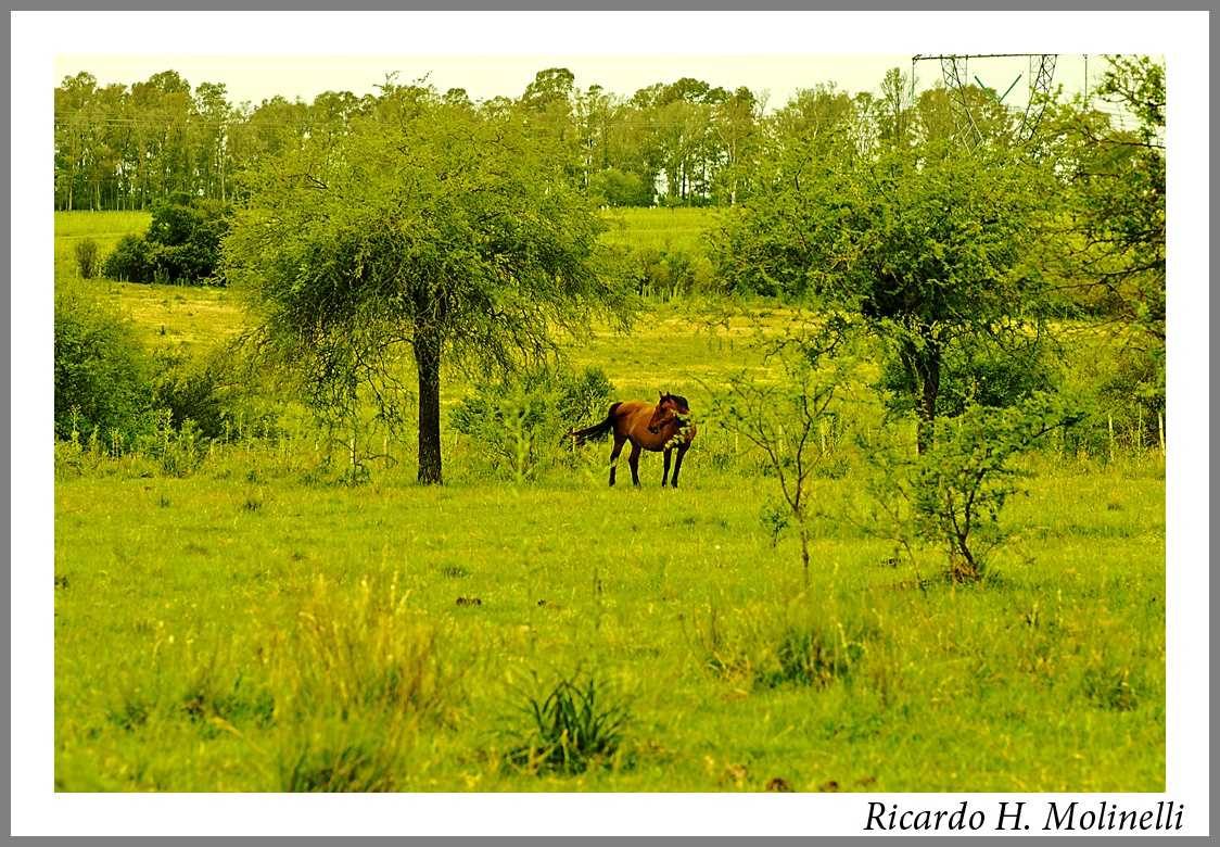 "Solitario" de Ricardo H. Molinelli