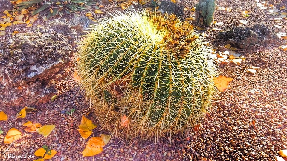 "El cactus" de Luis Blasco Martin