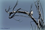 Calandria en la rama del rbol muerto (Epecun)