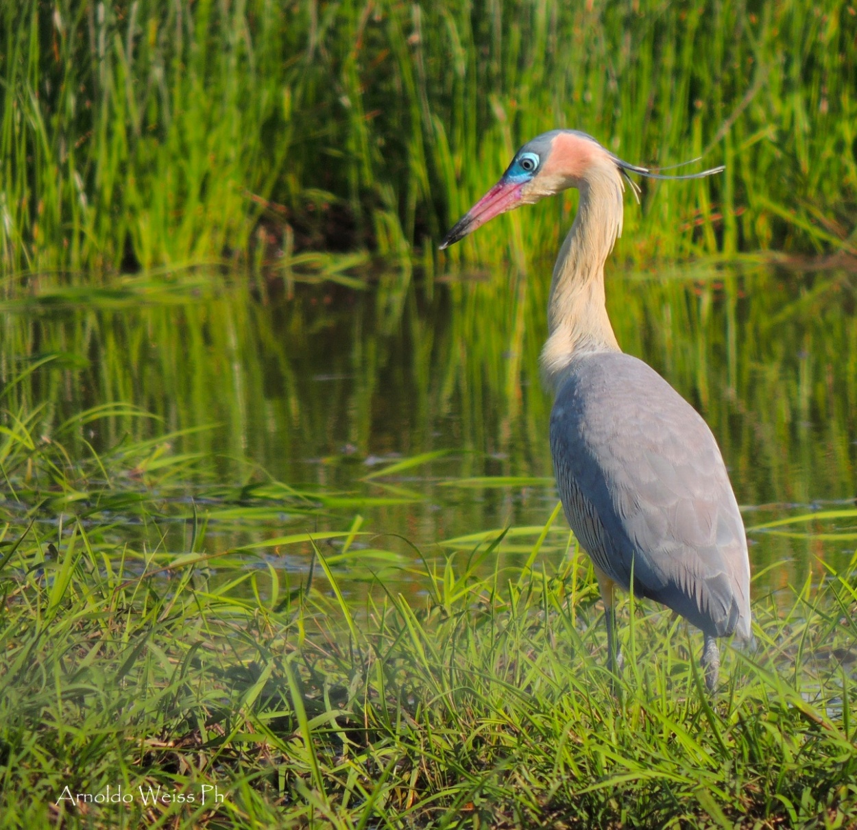 "Garza chiflona - Chifln" de Weiss Arnoldo Raul