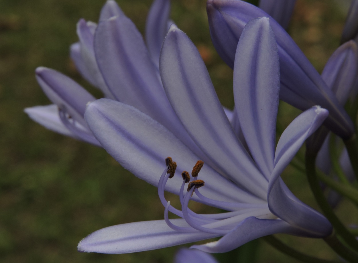 "Agapanthus" de Silvia Olliari