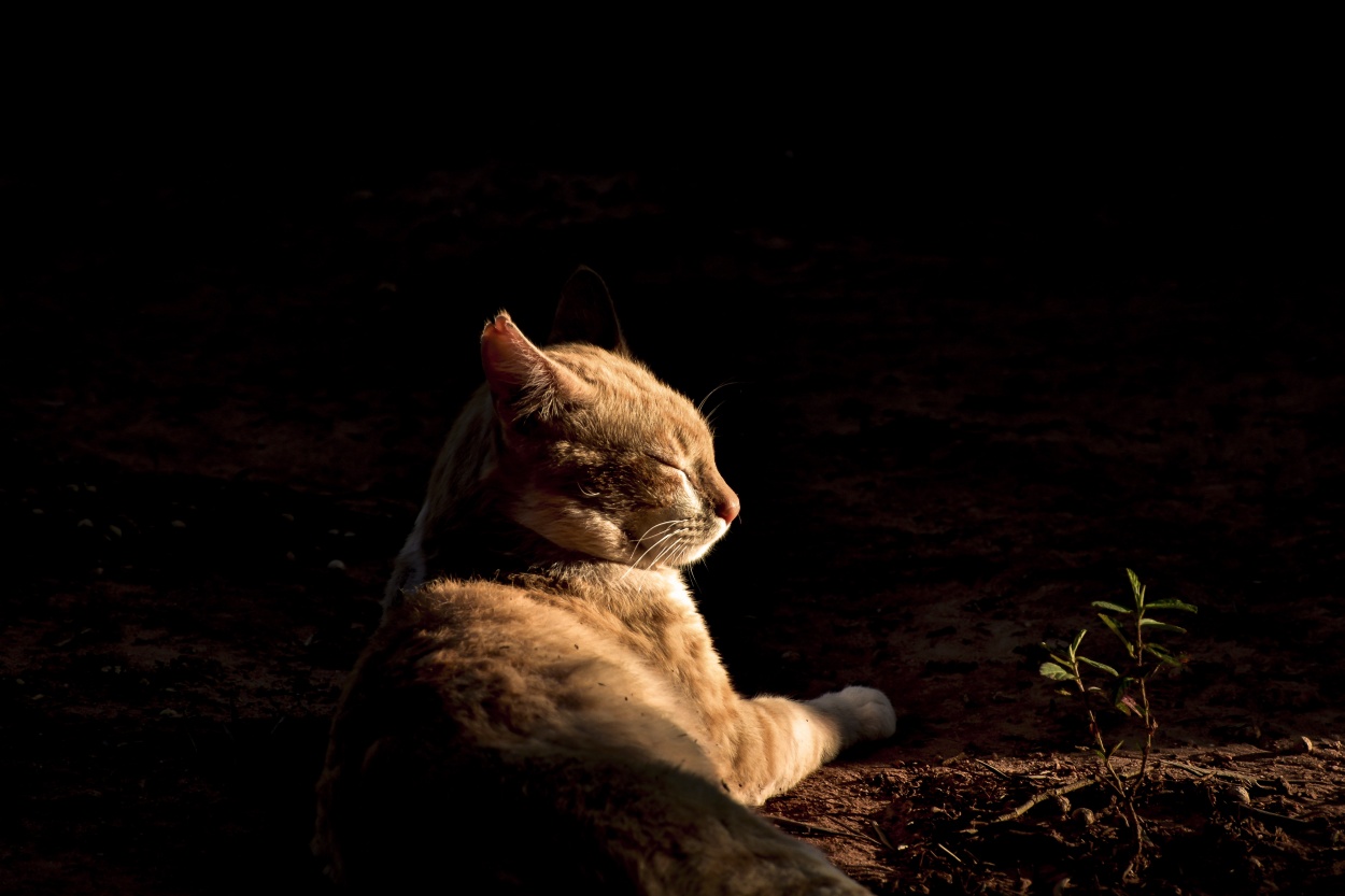 "Siesta al sol" de Adriana Claudia Gallardo