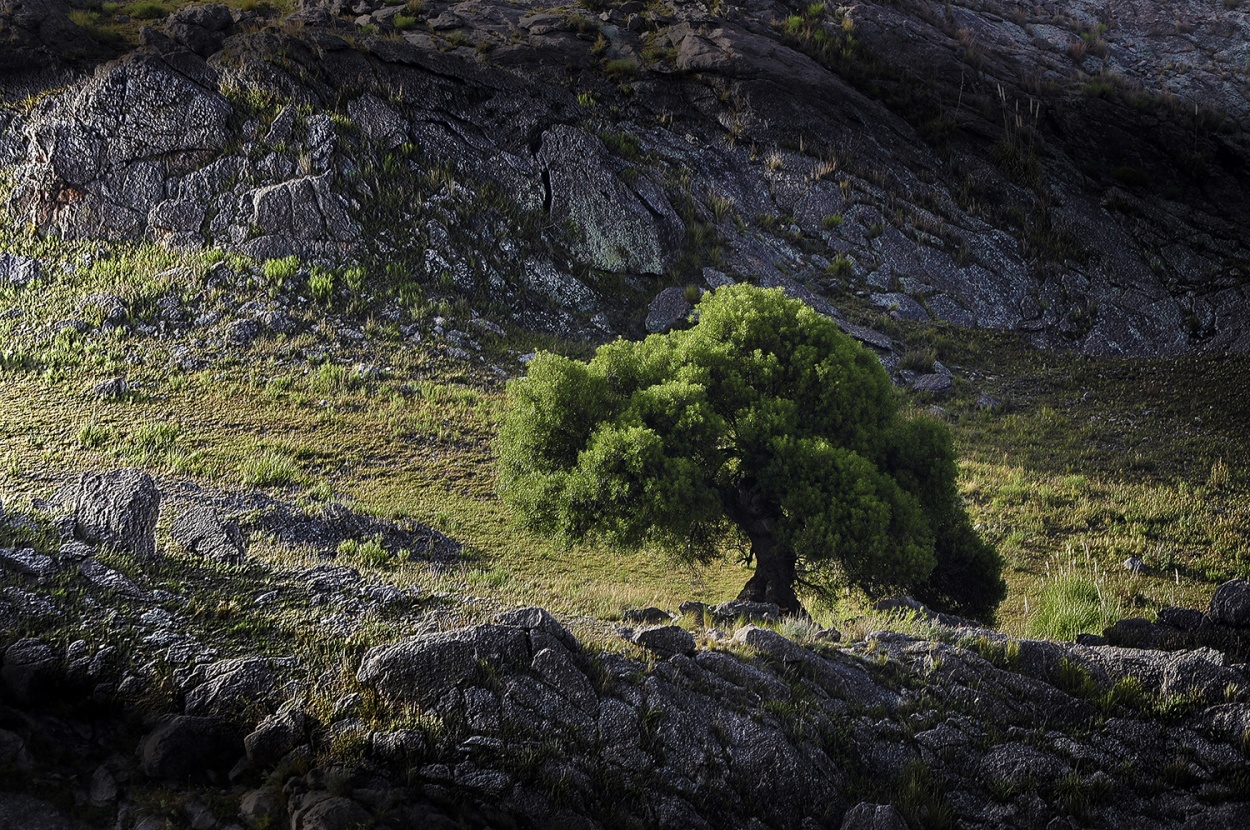 "Bonsai" de Angel Lorenzo Orozco