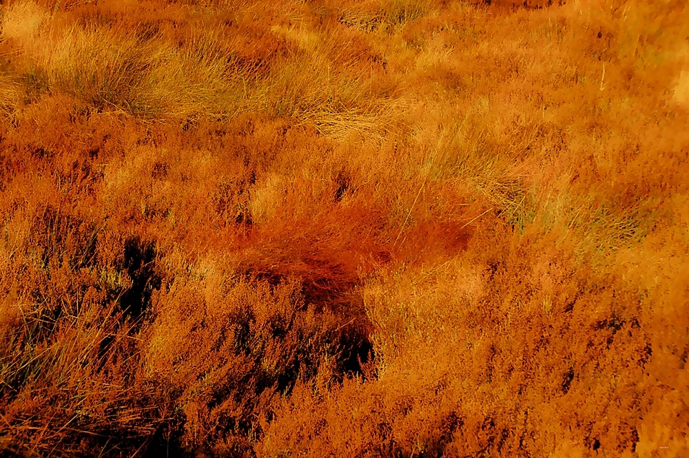 "Albufera" de Juan Beas