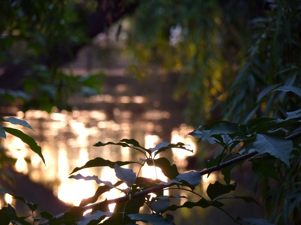 "Luces navideas." de Carlos E. Wydler