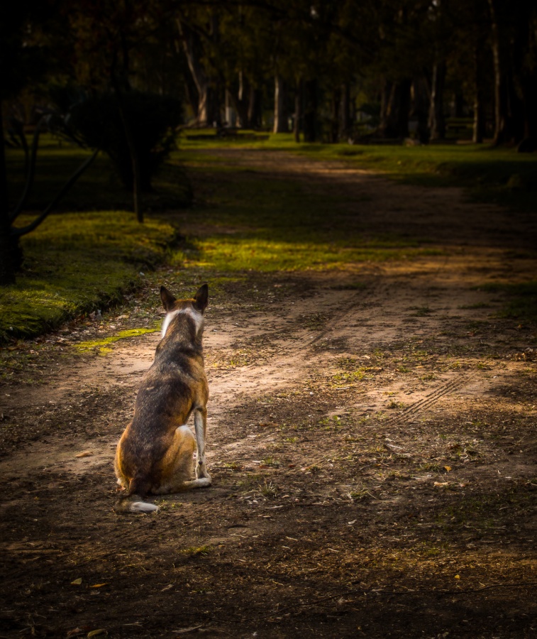 "El perro que espera" de Fernando Valdez Vazquez