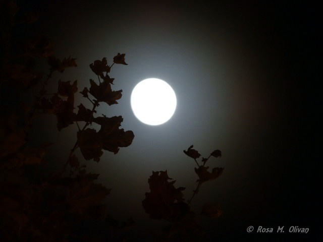 "noche de luna" de Rosa Mara Olivn