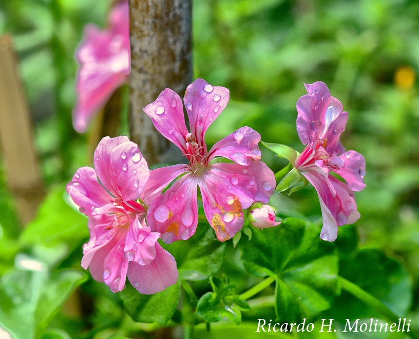 "Delicadeza" de Ricardo H. Molinelli