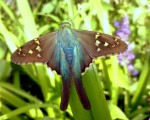 Extica mariposa..