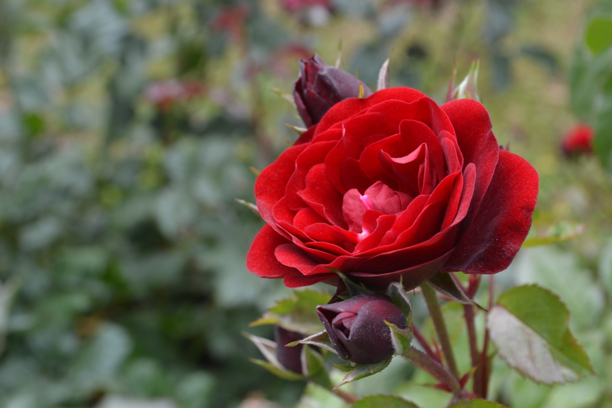 "Te regalo la flor mas hermosa de mi jardn...!!" de Rodolfo Cabral