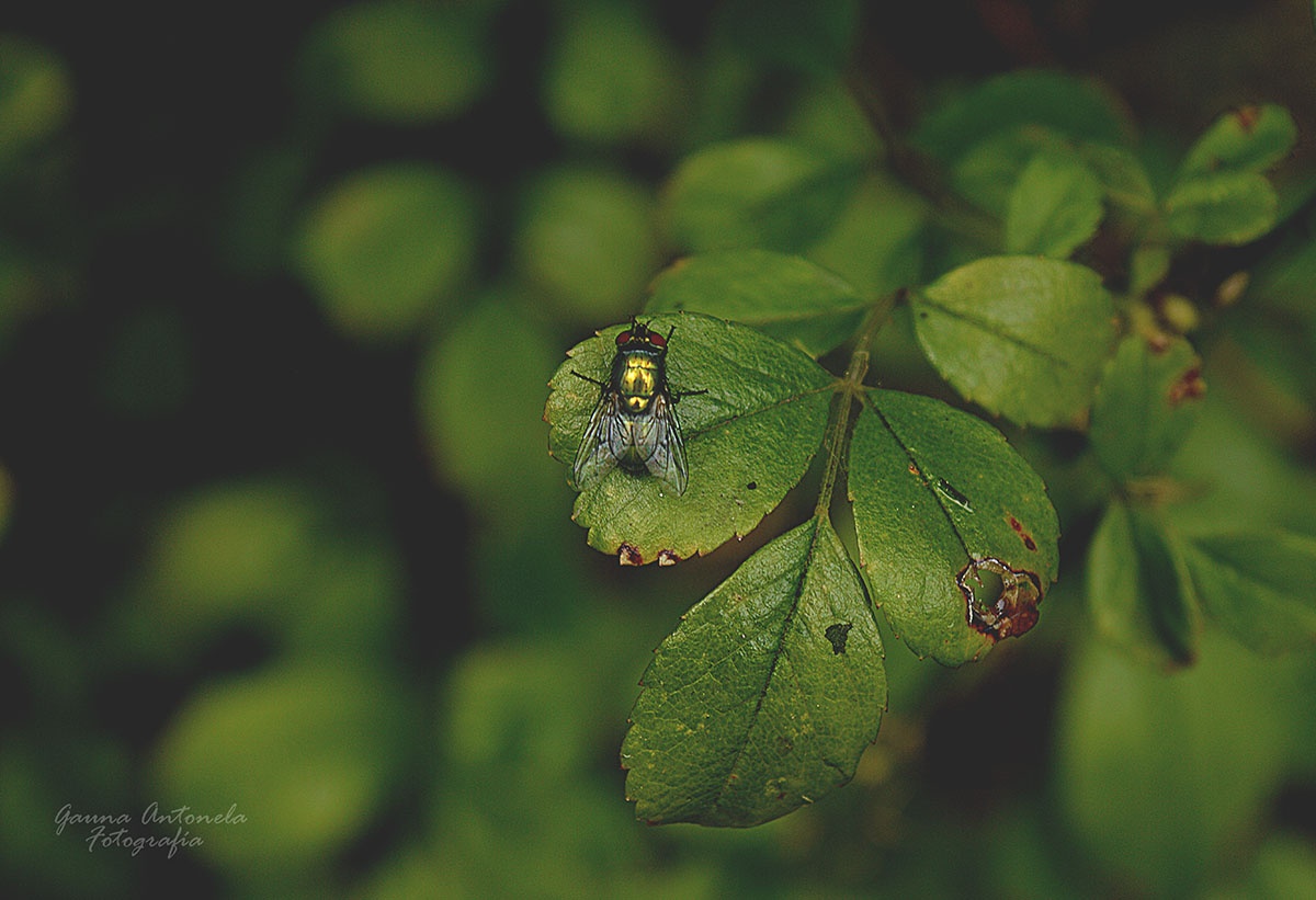 "Naturaleza" de Antonela Gauna