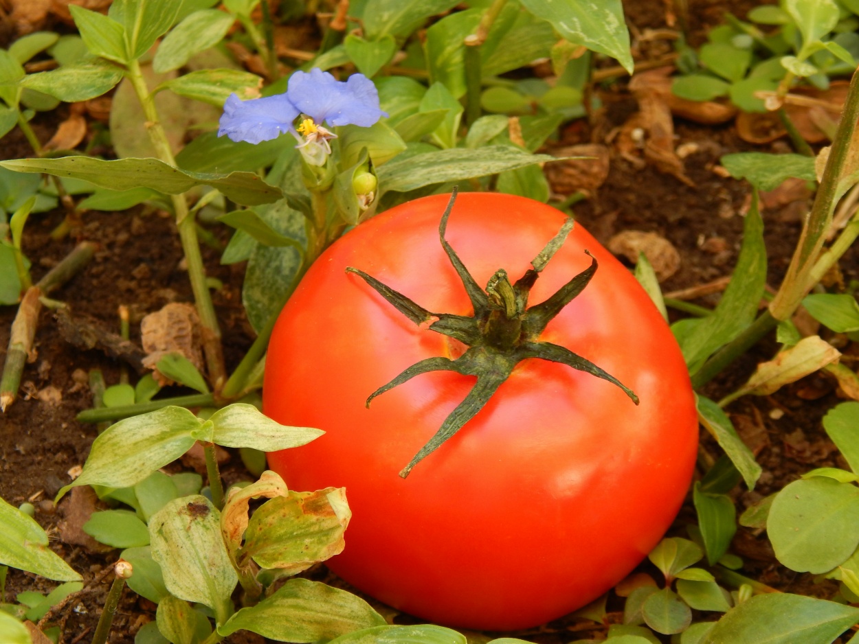 "Tomate." de Ester Francisca Macagno