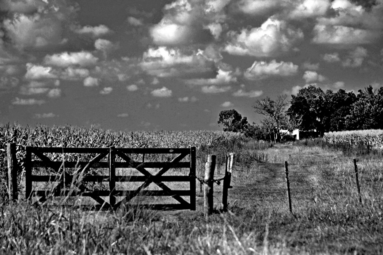 "El campo" de Carlos D. Cristina Miguel