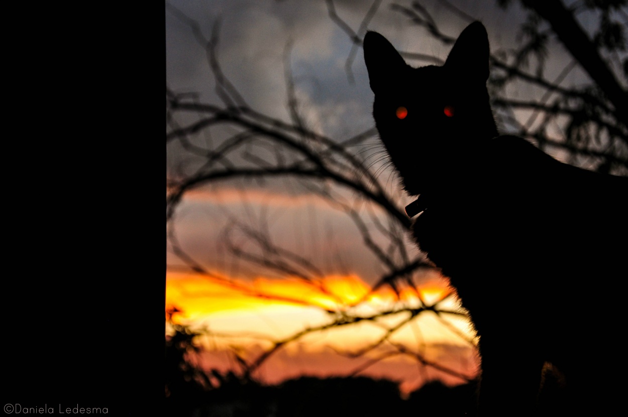 "Inca, mi gata en la tormenta." de Daniela Ledesma