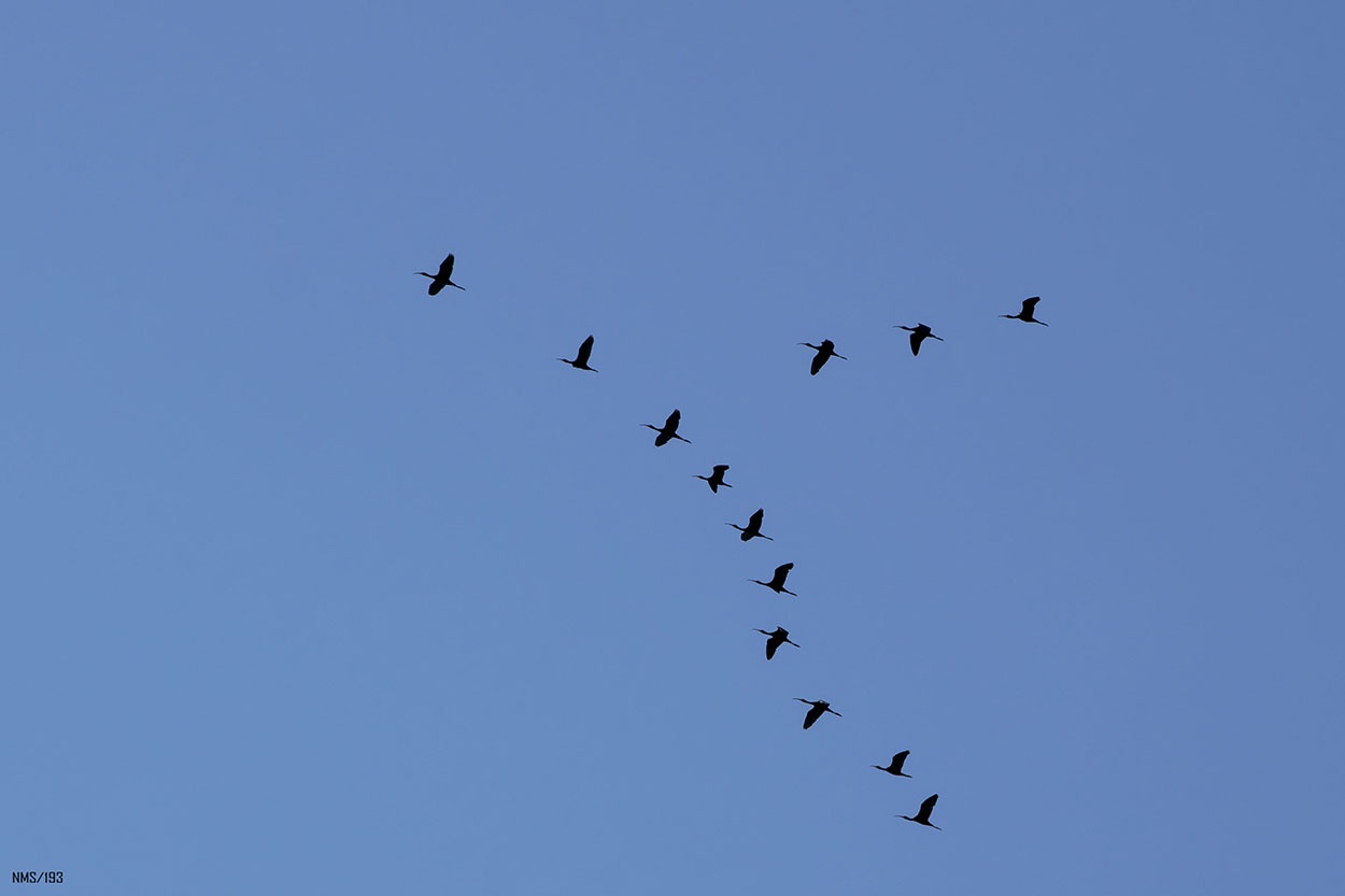 "Estrategia de vuelo" de Nora Maria Sanchez