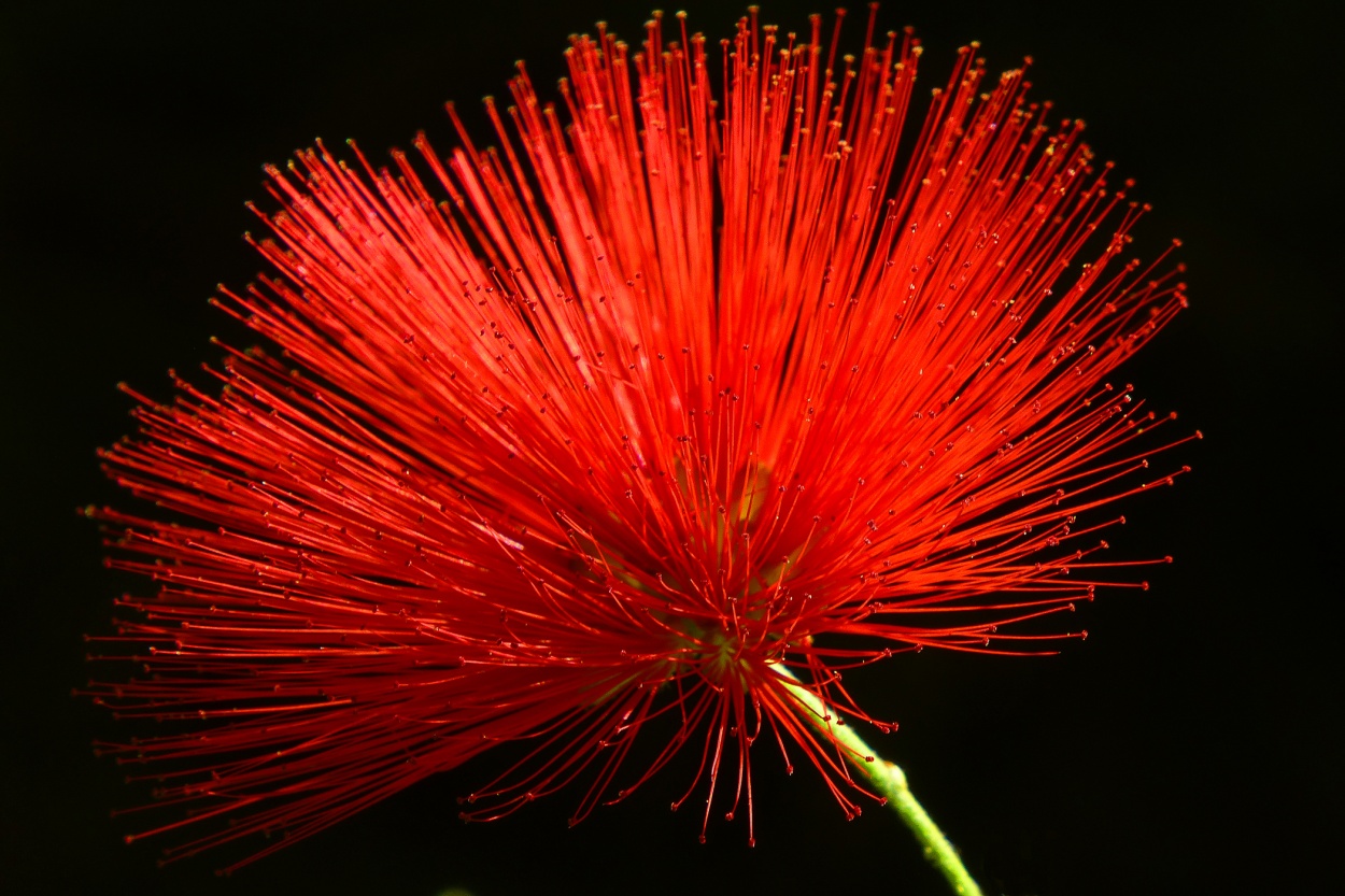 "Estallido rojo" de Kile Zabala