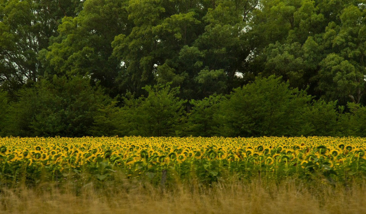 "` GIRASOLES SIN SOL..`" de Graciela Larrama