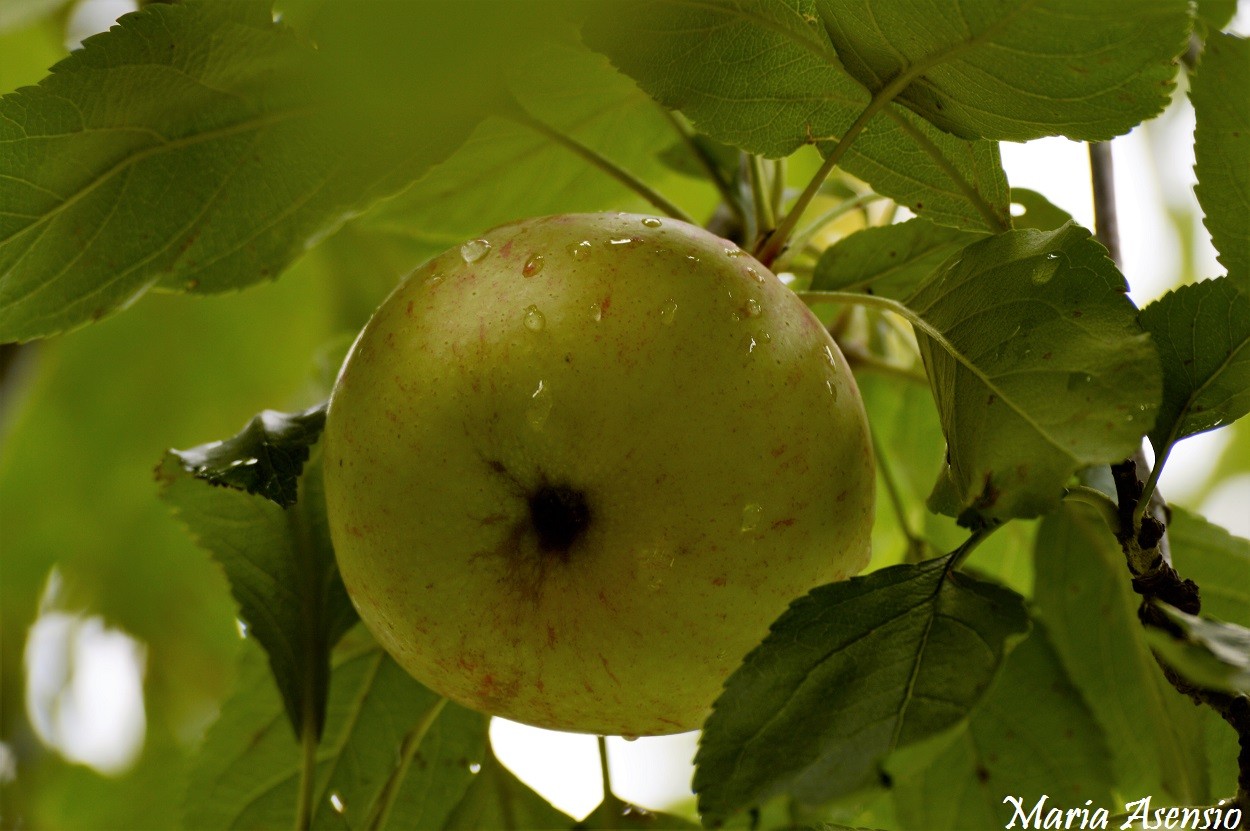 "Mi Planta de Manzanas" de Maria Alejandra Asensio