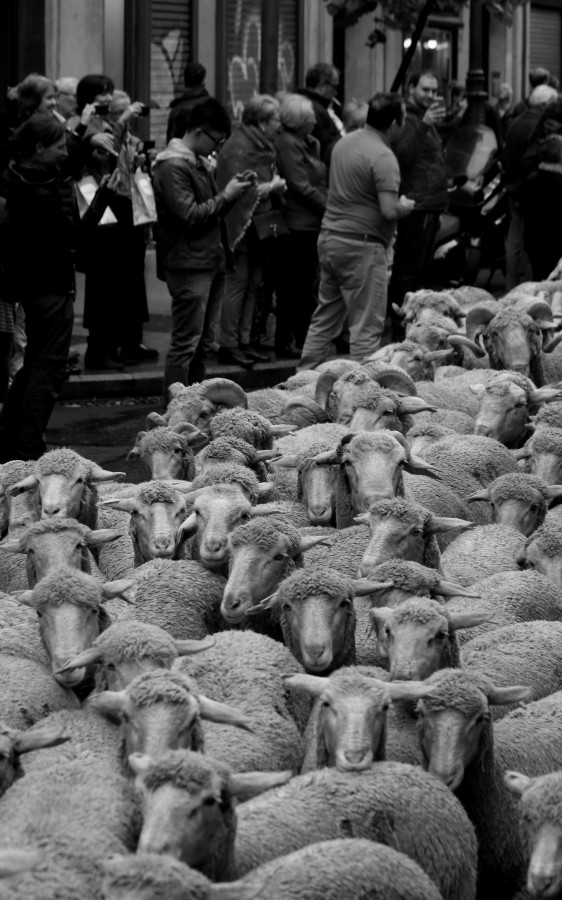 "Ovejas en Madrid" de Francisco Luis Azpiroz Costa