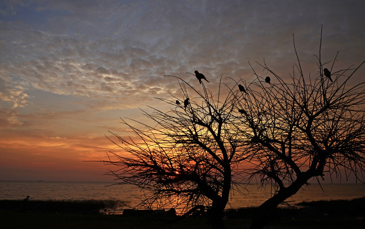 "Contemplando el amanecer" de Monica Rollan