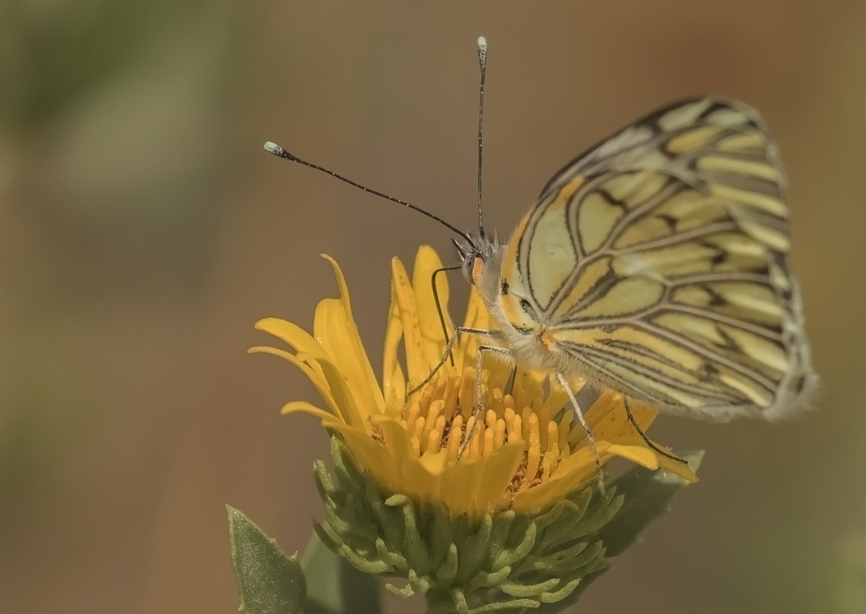 "otra mariposa" de Edith Polverini